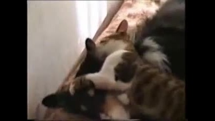 Куче и коте - невероятно приятелство!