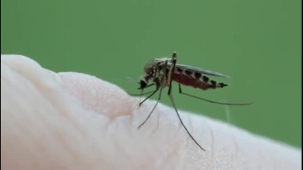 Лакомията на комара