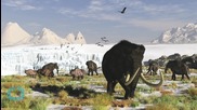Woolly Mammoth DNA Inserted Into Elephant Cells