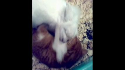 Love possible - bunny and cat