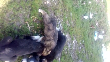 Vid_20160225_101315