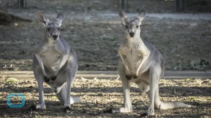 The One Job A Kangaroo Can't Do In Wisconsin