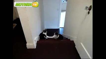 Котки се боксуват - смях 