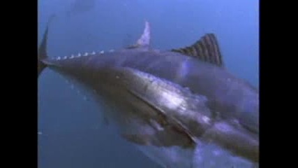 Bluefin Tuna Eat Bait Ball - - National Geographic.flv