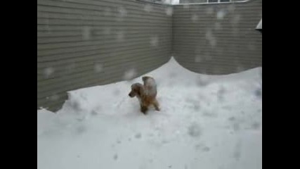 Това Куче Определено Обича Снега