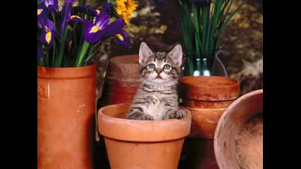 Котета