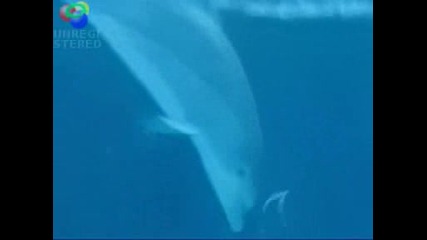 Делфини играят с bubble rings