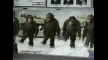 Tancuva6ti maimuni