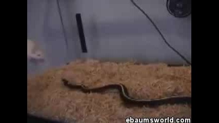 змия срещу мишка