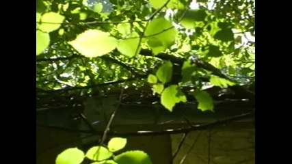 Котка и риба