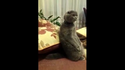 Котка гледа междузвездни войни