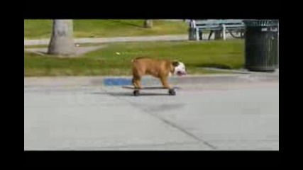 Skateboarding Dog