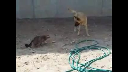 Котка Се Подиграва С Куче