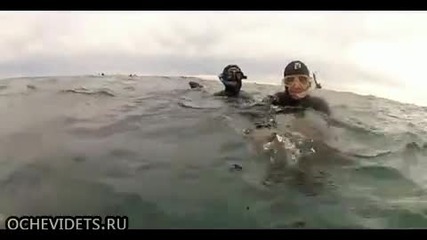Любопитно морско лъвче целува водолази !