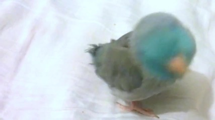 Dubstep Bird (original 5 Sec Video) [hd, 720p]