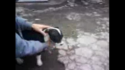 Malko pit bullche 