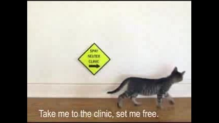 Котката Певица - Help 