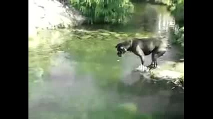 Куче - водолаз 