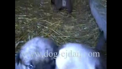 kangal, кангал, турски кангали
