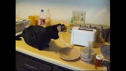 Котка се стряска от тостер 