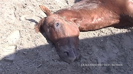 Конни надбягвания - Наркотици и смърт