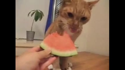 Котка яде диня