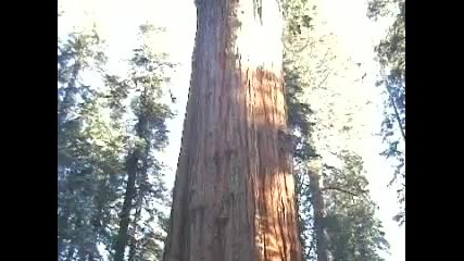 Най - старото дърво в света 