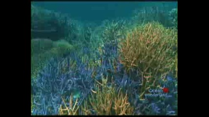 Ocean Wonderland - Интервюта