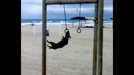 Куче прави гимнастика на плажа