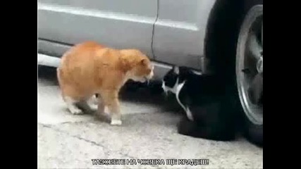 Котка се кара на друга котка (100% смях )