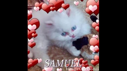 котето С