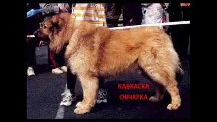 Породи Кучета