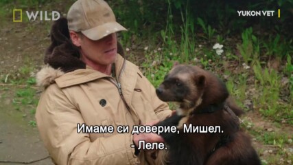 Росомаха | Юконски ветеринар | National Geographic Bulgaria