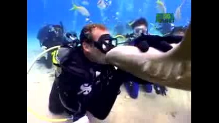 Смъртоносна целувка на акула 