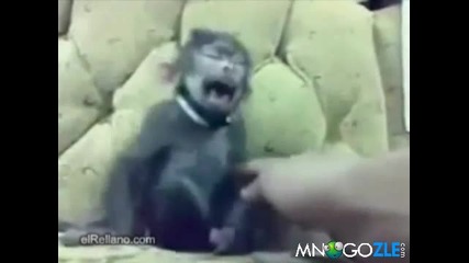 Маймуна се съсипва от смях