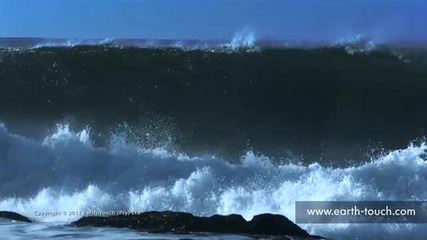 Sardine Run 2011 Roundup