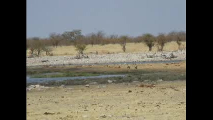 Намибия, Парк Етоша, Водопой На Зебри