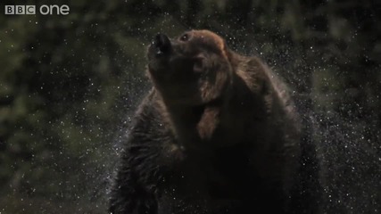 Hd Web Extra Super Slo Mo of Bear shaking water off its fur - Natures Great Events - Bbc One 