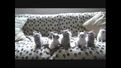 Малки Котенца Играят