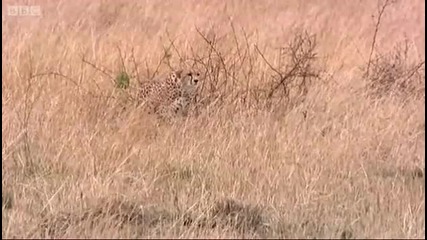 Cheetah hunts gazelle - Big Cat Diary - Bbc 