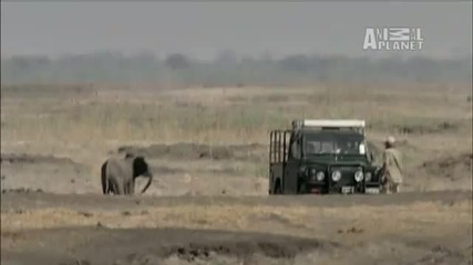 Wild Kingdom - Elephant Loses Hope 