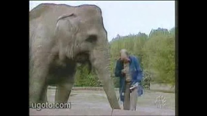 Палав слон. Vbox7