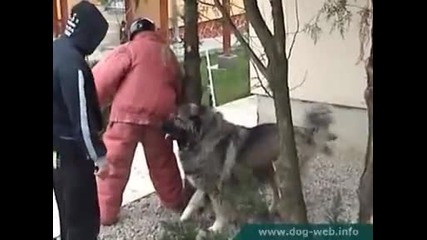 Влизай ако можеш Кавказец
