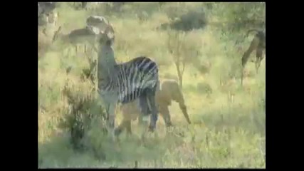 Safari in Kruger Park South Africa - Animals and Adventures 
