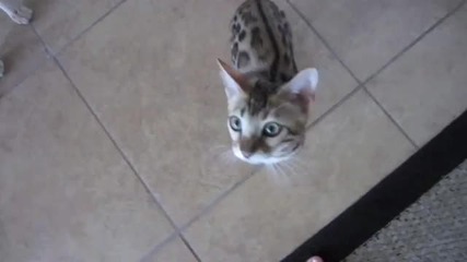 Гладна бенгалска котка
