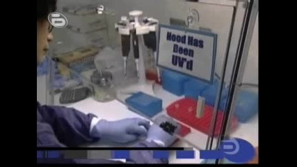 Няма доказателства,  за лабораторно създаване на свинския грип