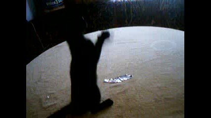 Моето Коте