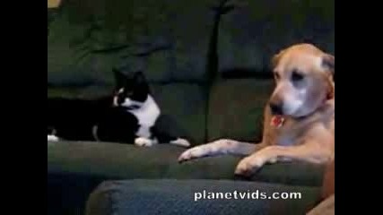 Cat Attacks Dog