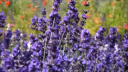 Jardin Secret - Richard Clayderman