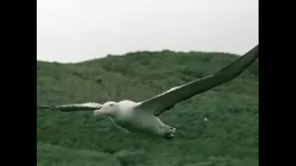 Albatross - The Shadows